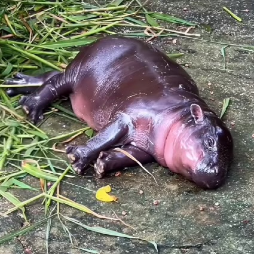 hippo