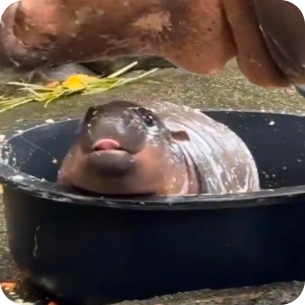 hippo